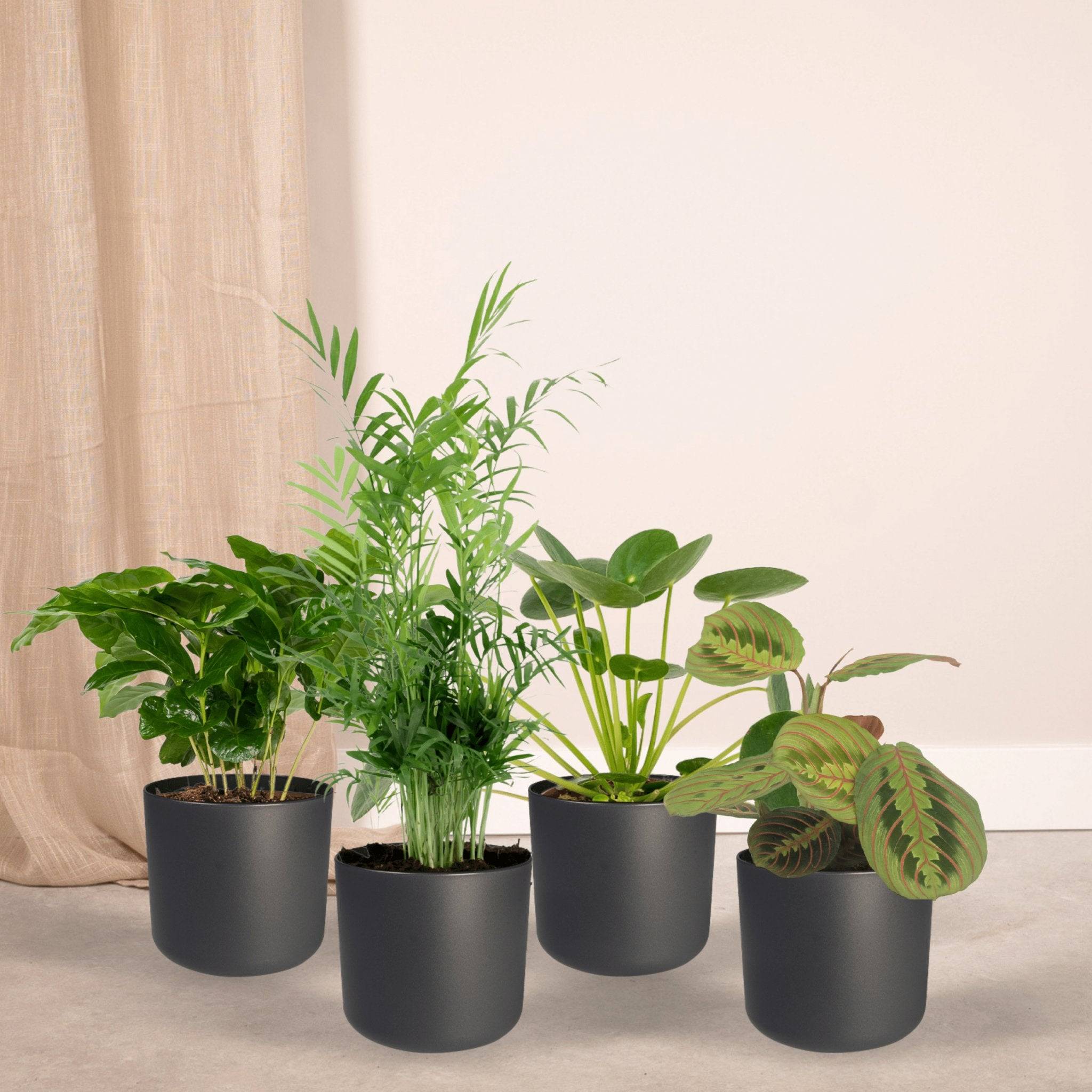 La Green Touch - Coffret plantes pets friendly - Lot de 4 plantes 40cm - Plante d'intérieur- La Green Touch - Imagen 5
