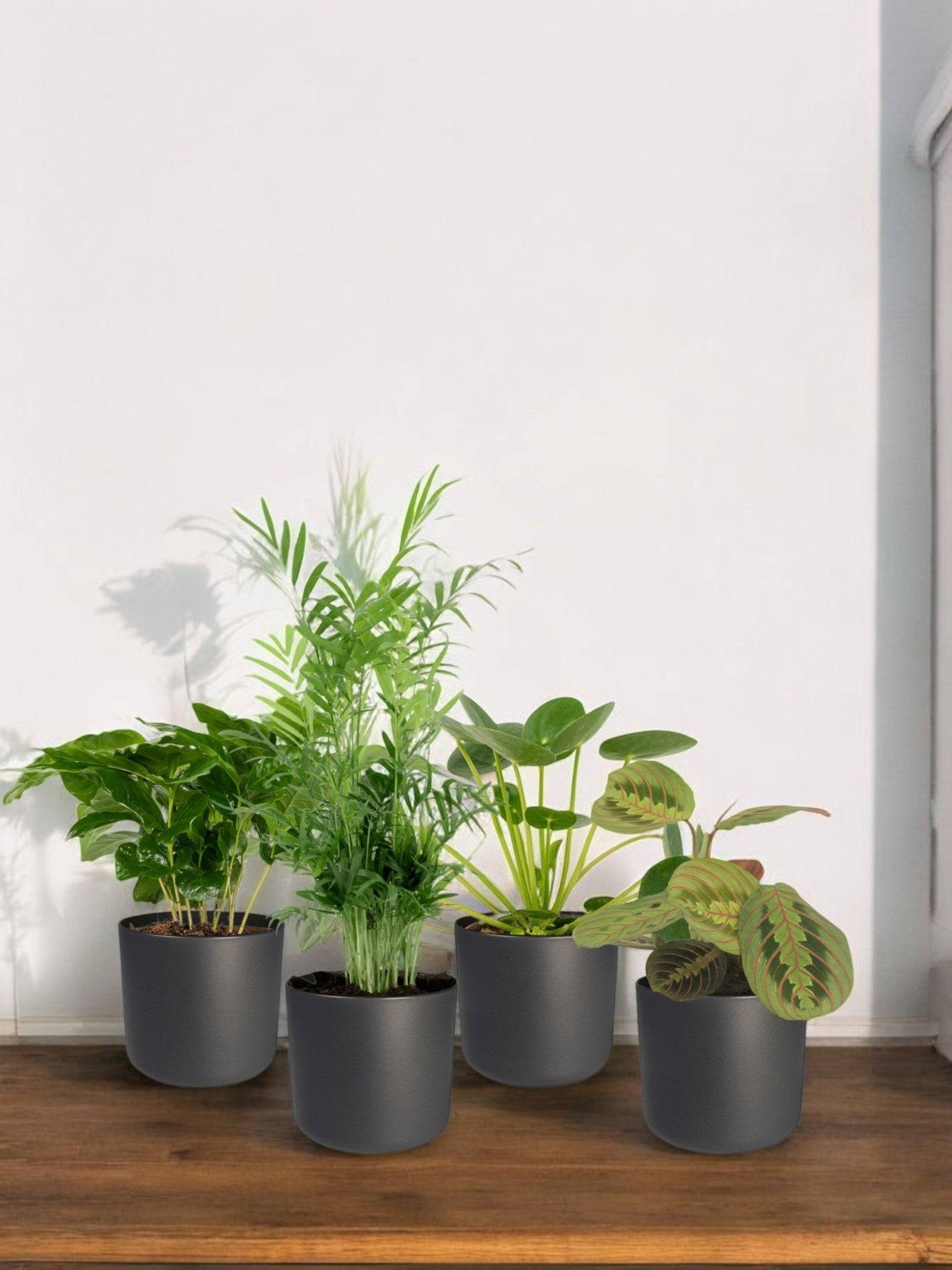 La Green Touch - Coffret plantes pets friendly - Lot de 4 plantes 40cm - Plante d'intérieur- La Green Touch - Imagen 2