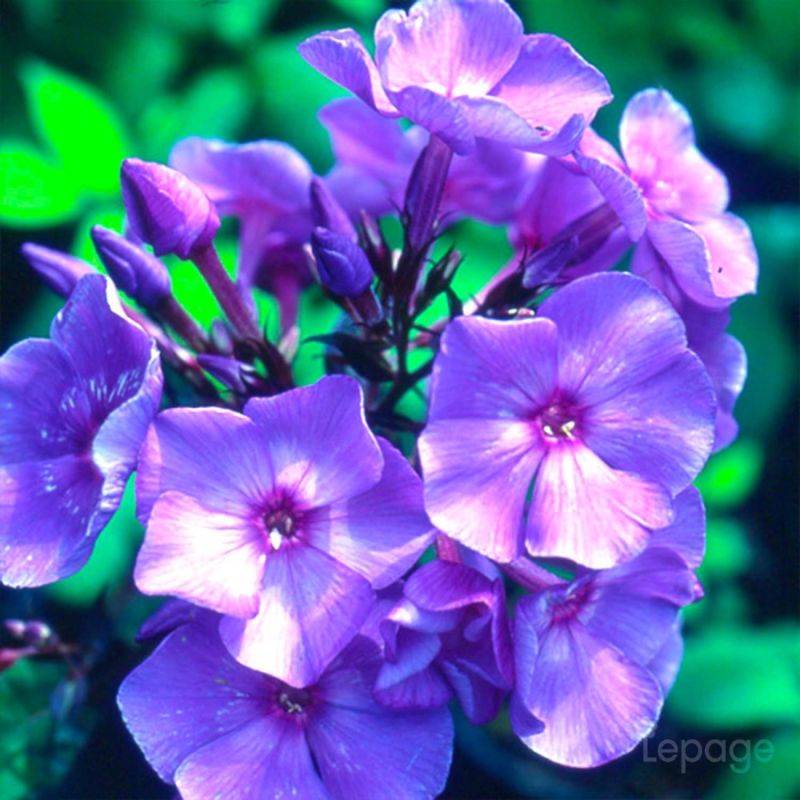 3 Phlox 'Blue Paradise' (Phlox 'Blue Paradise') - Lot de 3 vivaces - Pépinières Naudet - Image 1