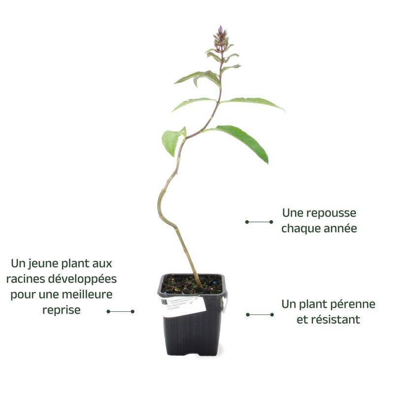 3 Phlox 'Blue Paradise' (Phlox 'Blue Paradise') - Lot de 3 vivaces - Pépinières Naudet - Image 3