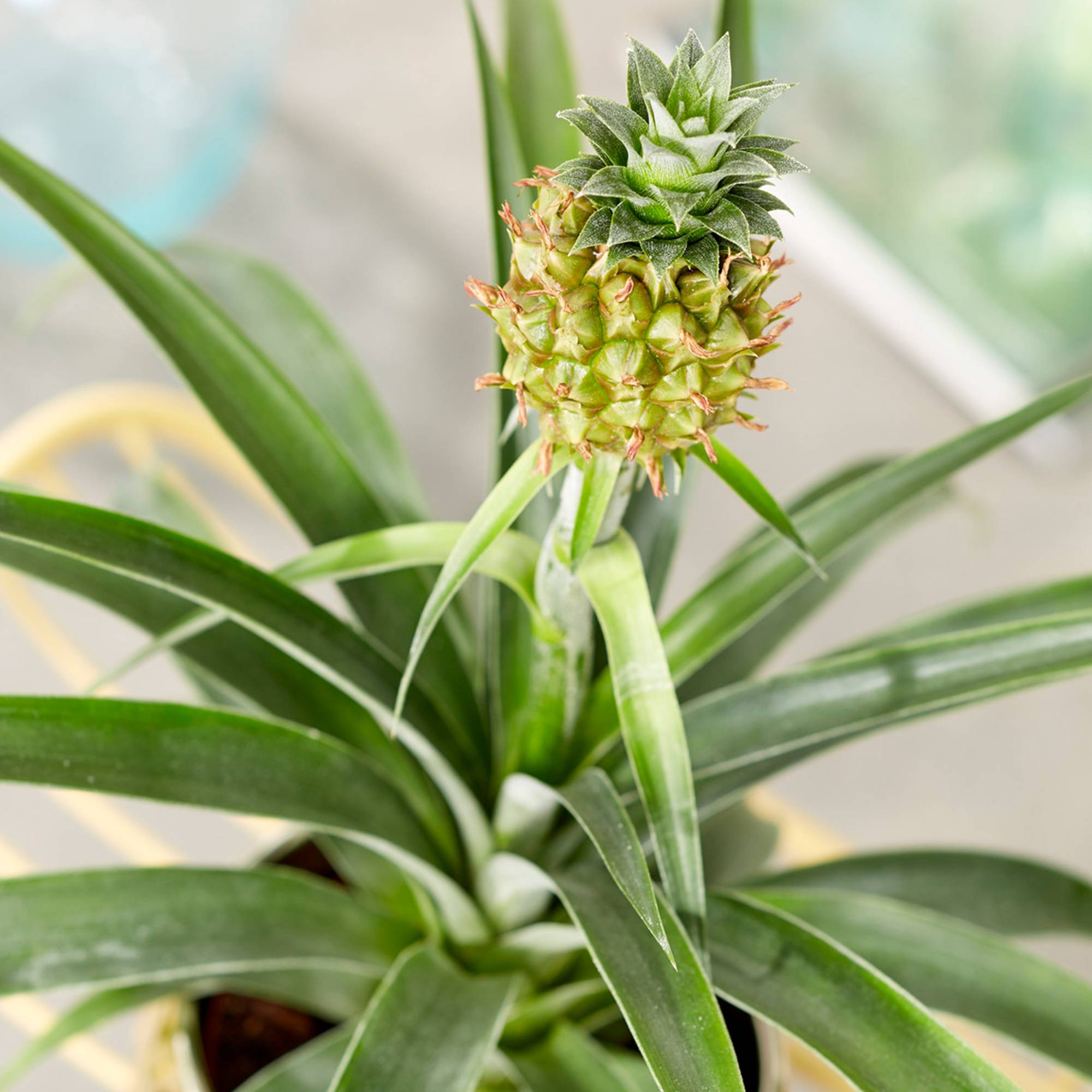 Gardenersdream - Ananas Comosus Amigo Exceptionnel | Plante D’Intérieur En Pot À Vendre (35 – 45 Cm Pot Inclus) - GardenersDream - Imagen 1