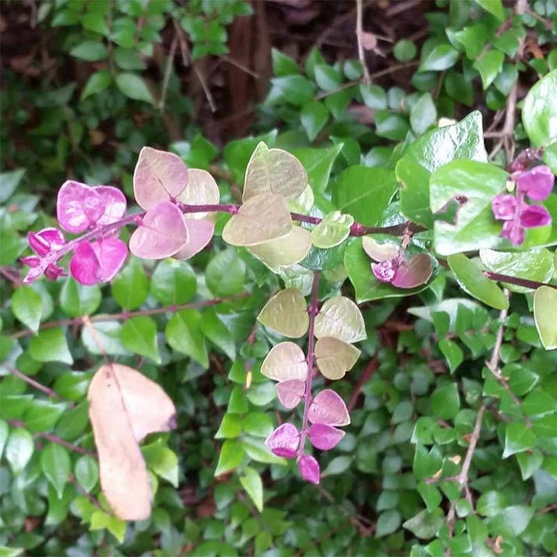 Promesse de Fleurs - Lonicera nitida Red Tips - Chèvrefeuille à feuilles de buis. Pot de 2L/3L