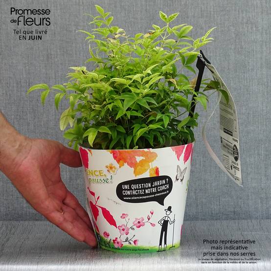 Nandina domestica Lemon Lime - Bambou sacré Pot de 2L/3L - Image 2