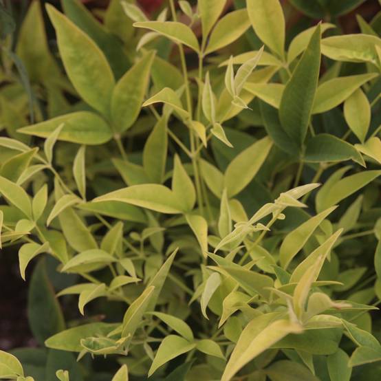 Nandina domestica Lemon Lime - Bambou sacré Pot de 2L/3L - Image 1