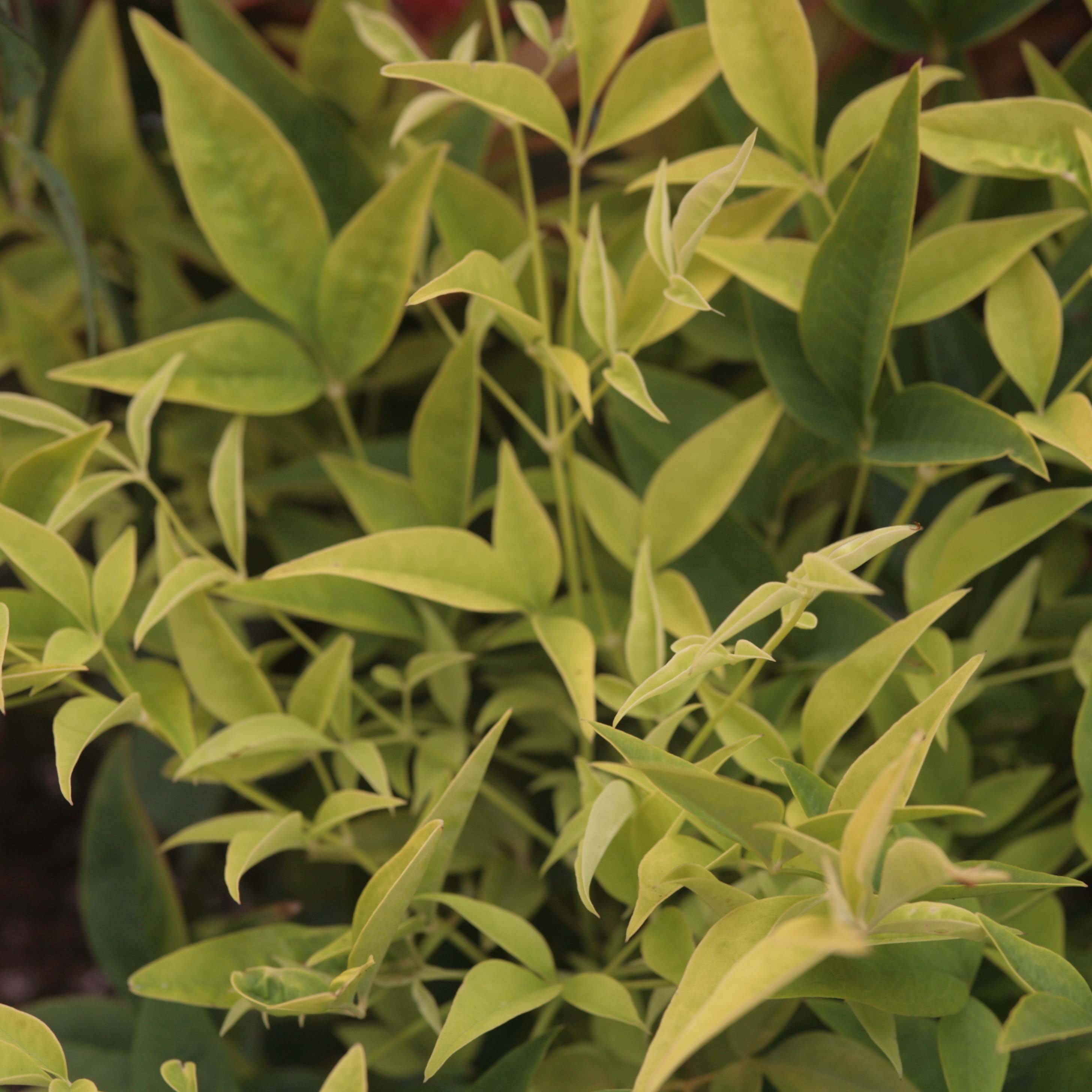 Nandina domestica Lemon Lime - Bambou sacré Pot de 2L/3L - Image 1
