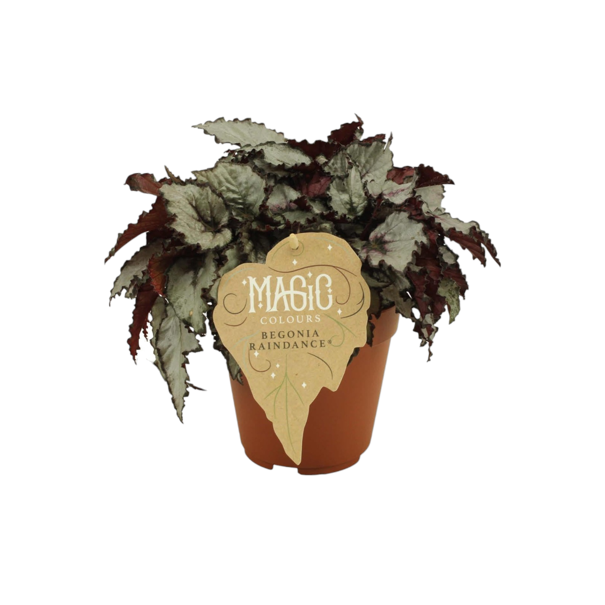 La Green Touch - Begonia Rex 'Raindance' 25cm - Plante d'intérieur- La Green Touch - Imagen 1