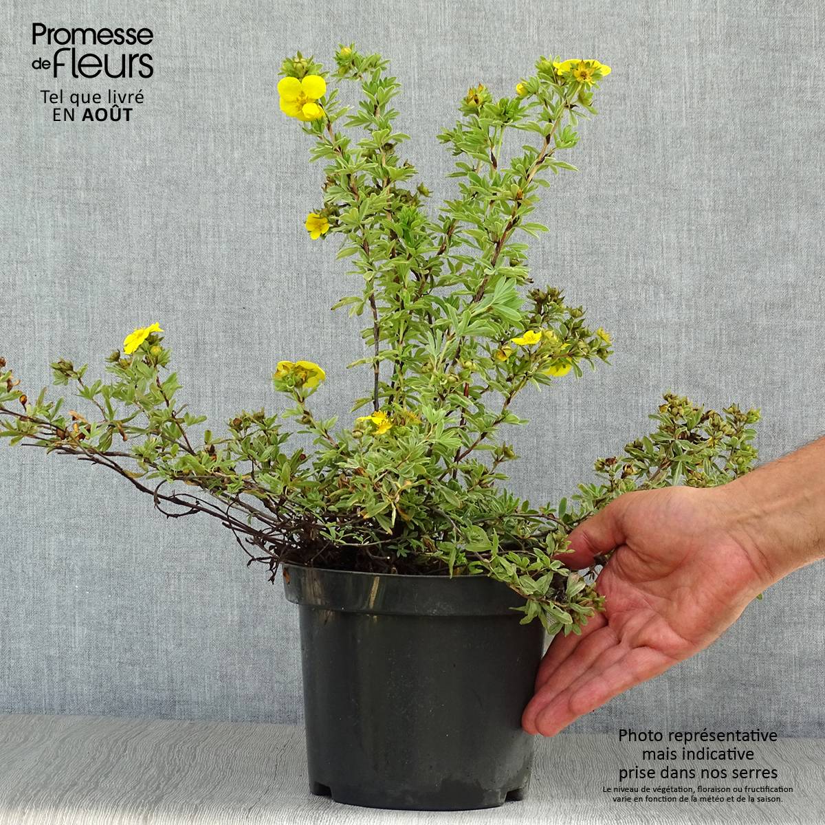 Potentilla fruticosa Goldteppich - Potentille arbustive Pot de 1,5L/2L - Image 2