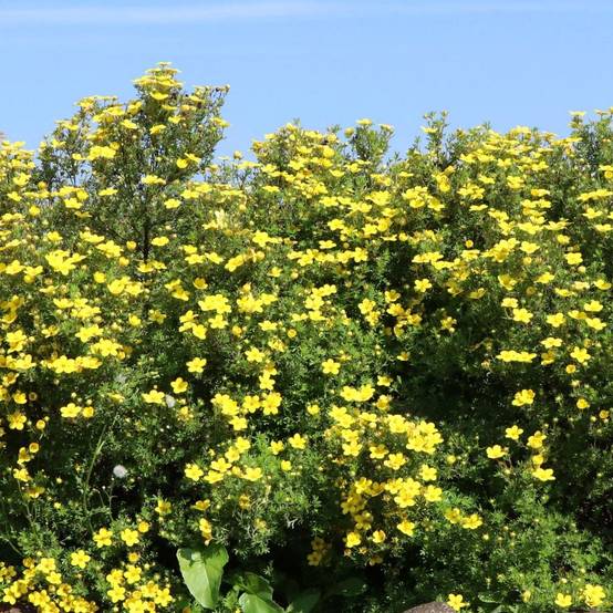 Potentilla fruticosa Goldteppich - Potentille arbustive Pot de 1,5L/2L - Image 1