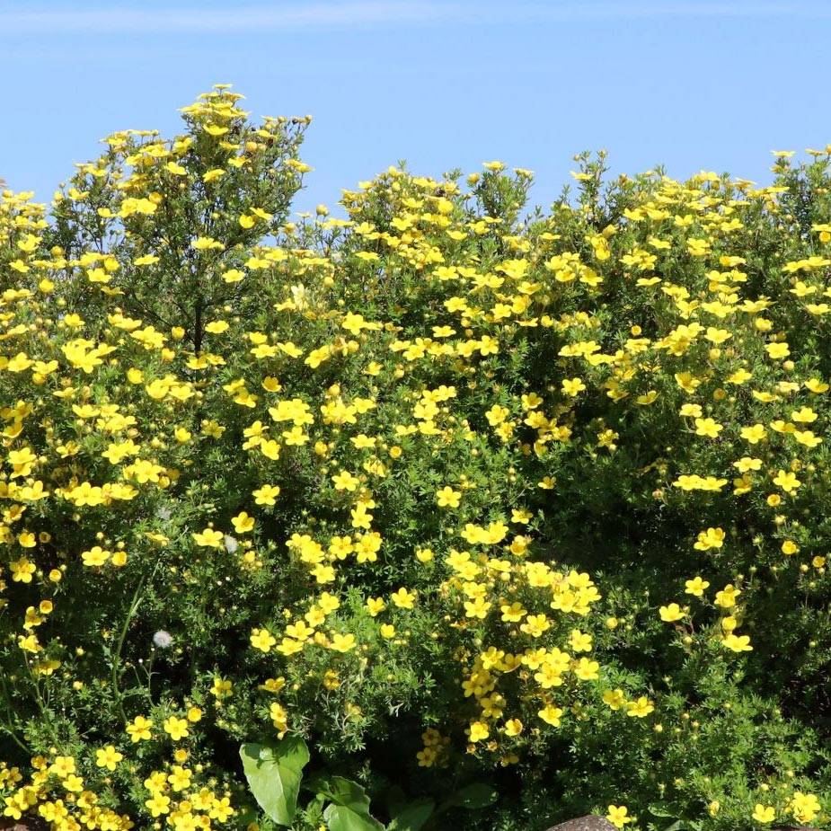 Potentilla fruticosa Goldteppich - Potentille arbustive  Pot de 1,5L/2L - Image 1