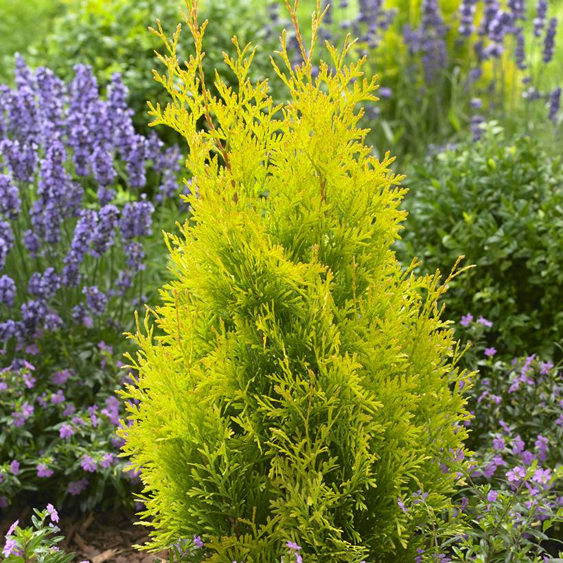 Promesse de Fleurs - Thuja occidentalis Sunny Smaragd - Thuya du Canada Godet de 8/9 cm - Image 1