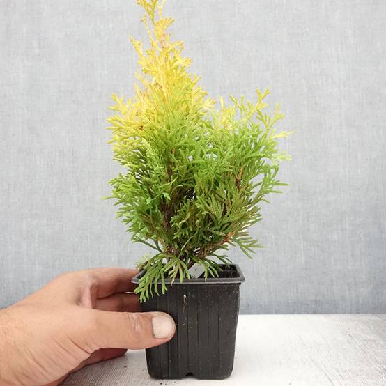 Promesse de Fleurs - Thuja occidentalis Sunny Smaragd - Thuya du Canada Godet de 8/9 cm - Image 2