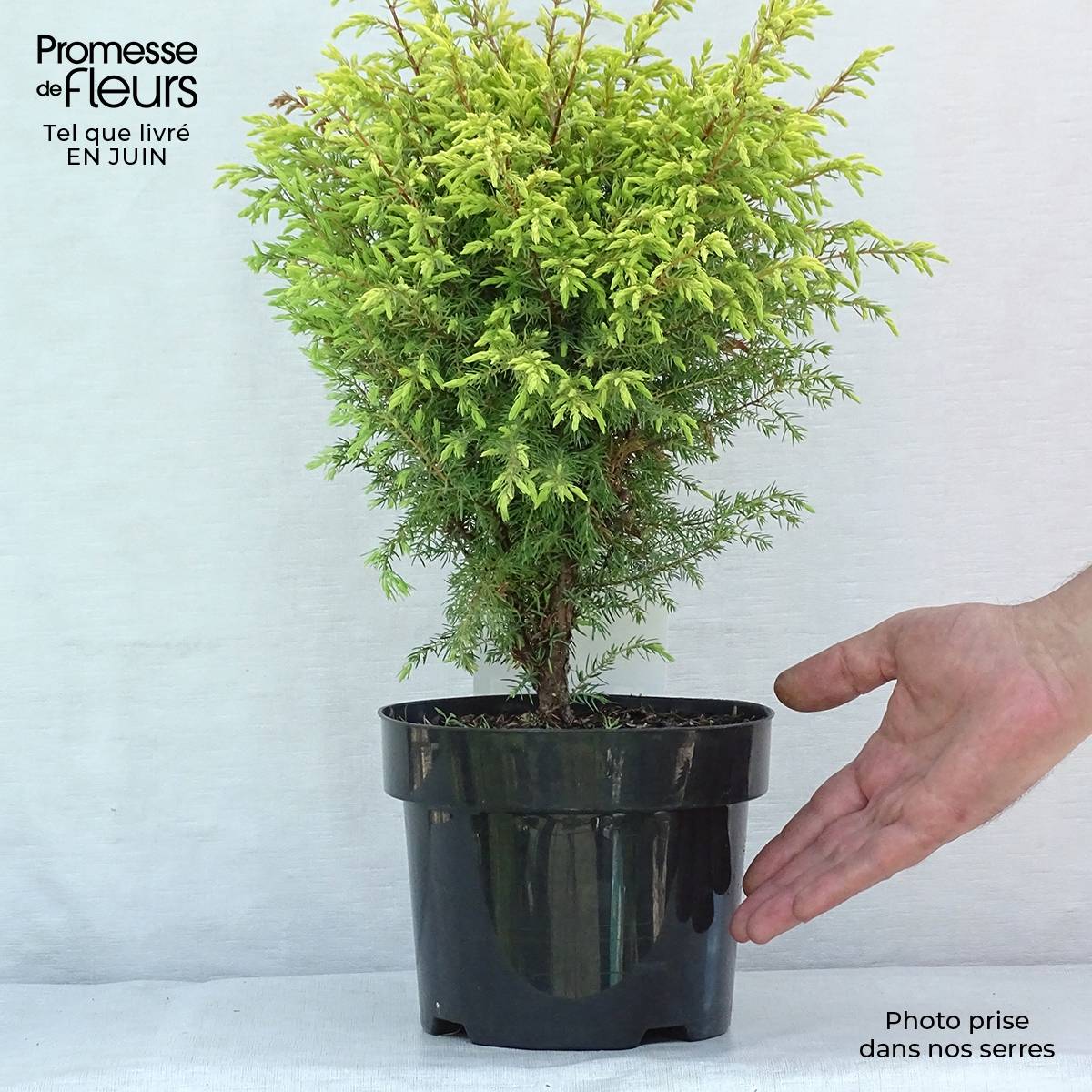 Promesse de Fleurs - Genévrier commun - Juniperus communis Gold Cone Pot de 2L/3L - Image 2
