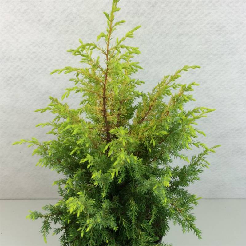 Promesse de Fleurs - Genévrier commun - Juniperus communis Gold Cone Pot de 2L/3L - Image 1