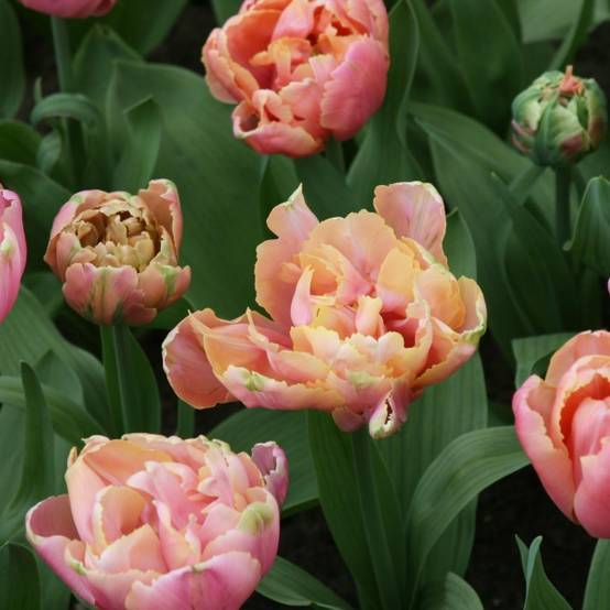 Promesse de Fleurs - Tulipe double tardive Pink Star - Tulipe à fleur de pivoine. Bulbe calibre 12+ (par 10)