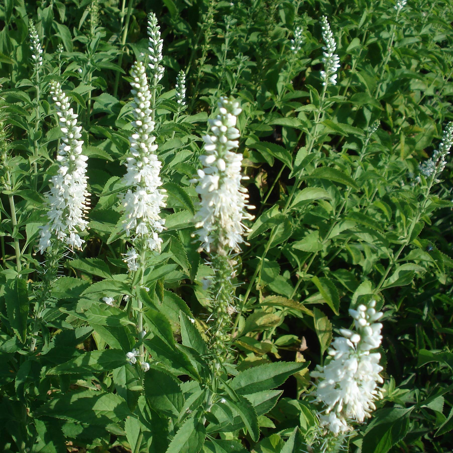 Veronica longifolia Schneeriesin - Véronique blanche à longues feuilles Godet de 8/9 cm