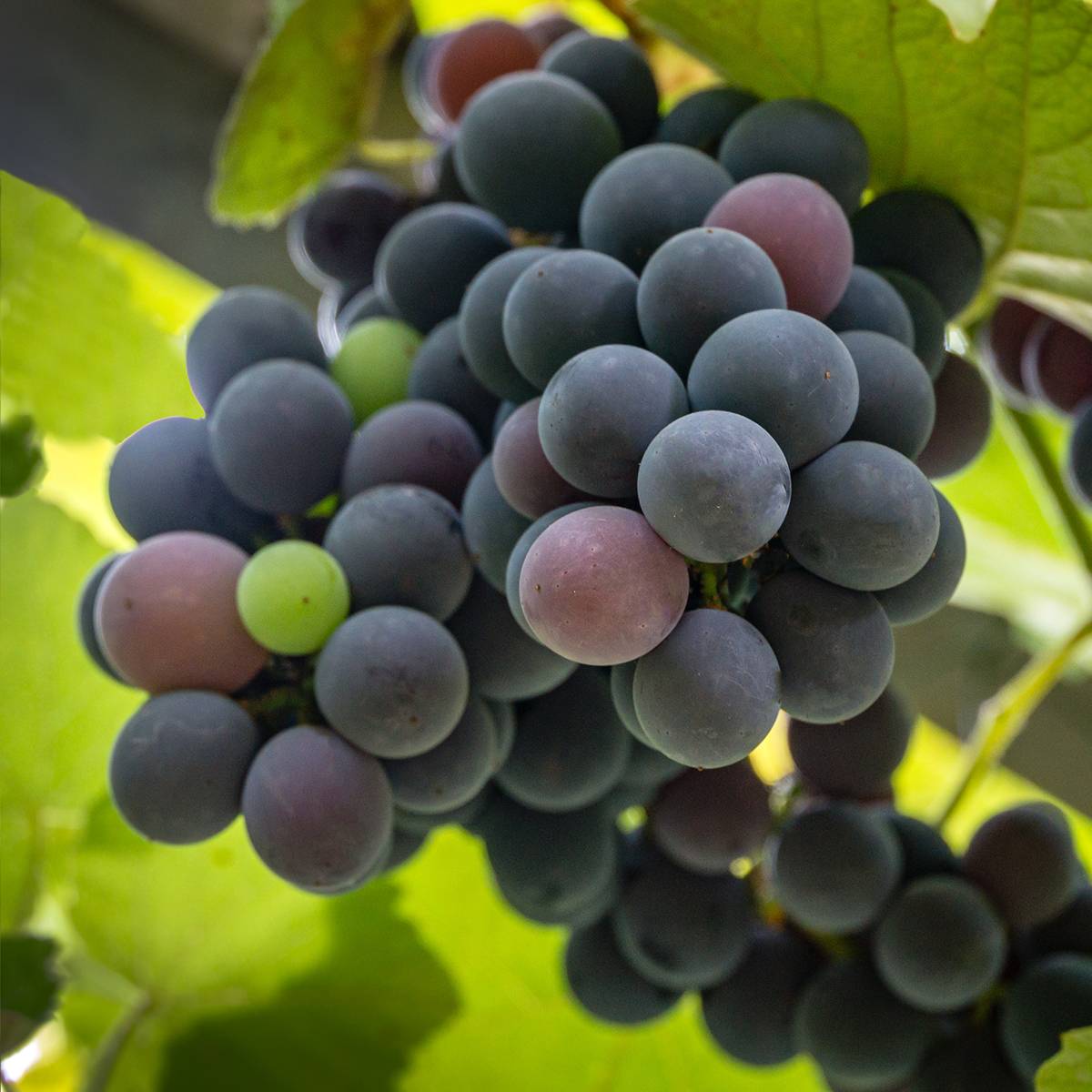 Promesse de Fleurs - Vigne Fragola Nera Précoce - Raisin fraise Pot de 1,5L/2L