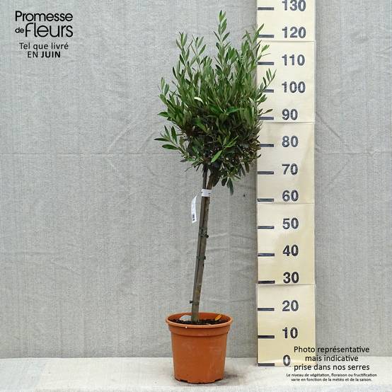 Olivier sur tige - Olea europaea Pot de 4L/5L, 1/4 de tige - Image 2