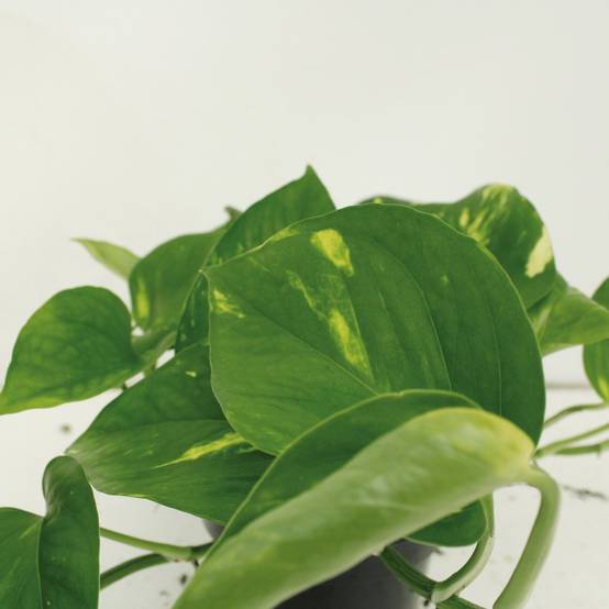 Epipremnum Aureum (Scindapsus) - D12 H20cm - Image 4