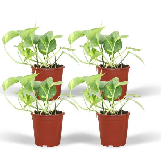 Epipremnum Aureum (Scindapsus) - D12 H20cm - Image 2