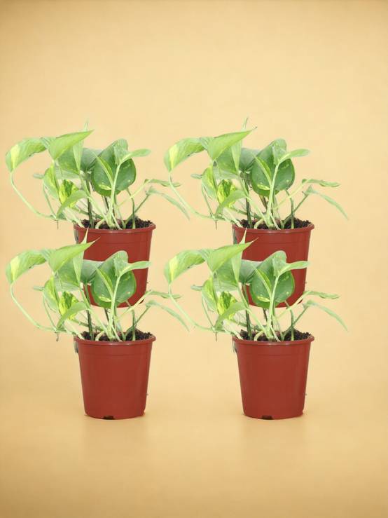 Epipremnum Aureum (Scindapsus) - D12 H20cm - Image 1