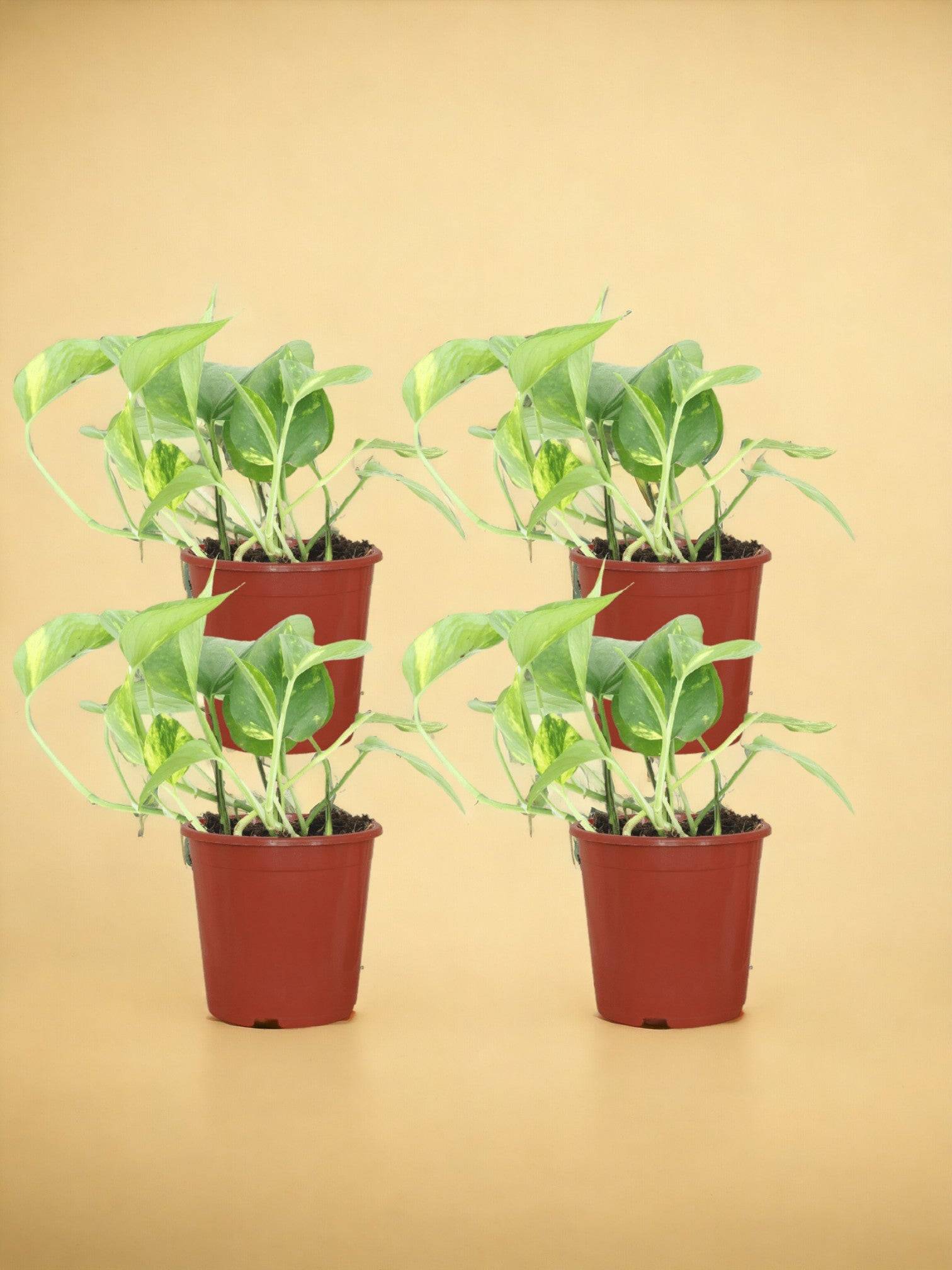 Epipremnum Aureum (Scindapsus) - D12 H20cm - Image 1