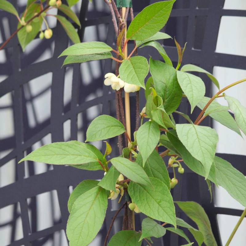 Magnolia grimpant à grandes fleurs, Schisandra à fleurs Blanche - feuillage Persistant - Godet - 5/10 cm-  hauteur à maturité De 5,00 m à 10,00 m - Imagen 4