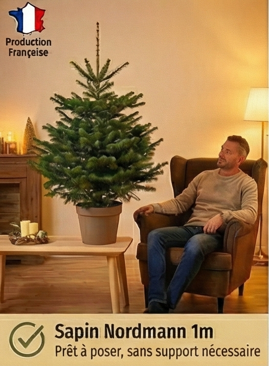 Sapin En Pot Jardiland