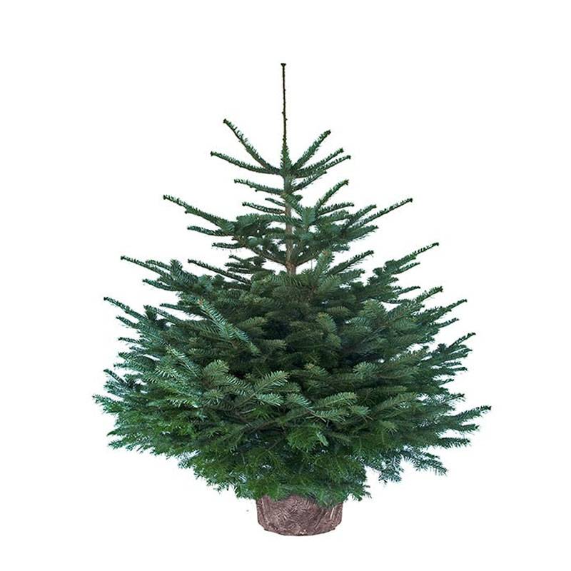 Sapin En Pot Jardiland