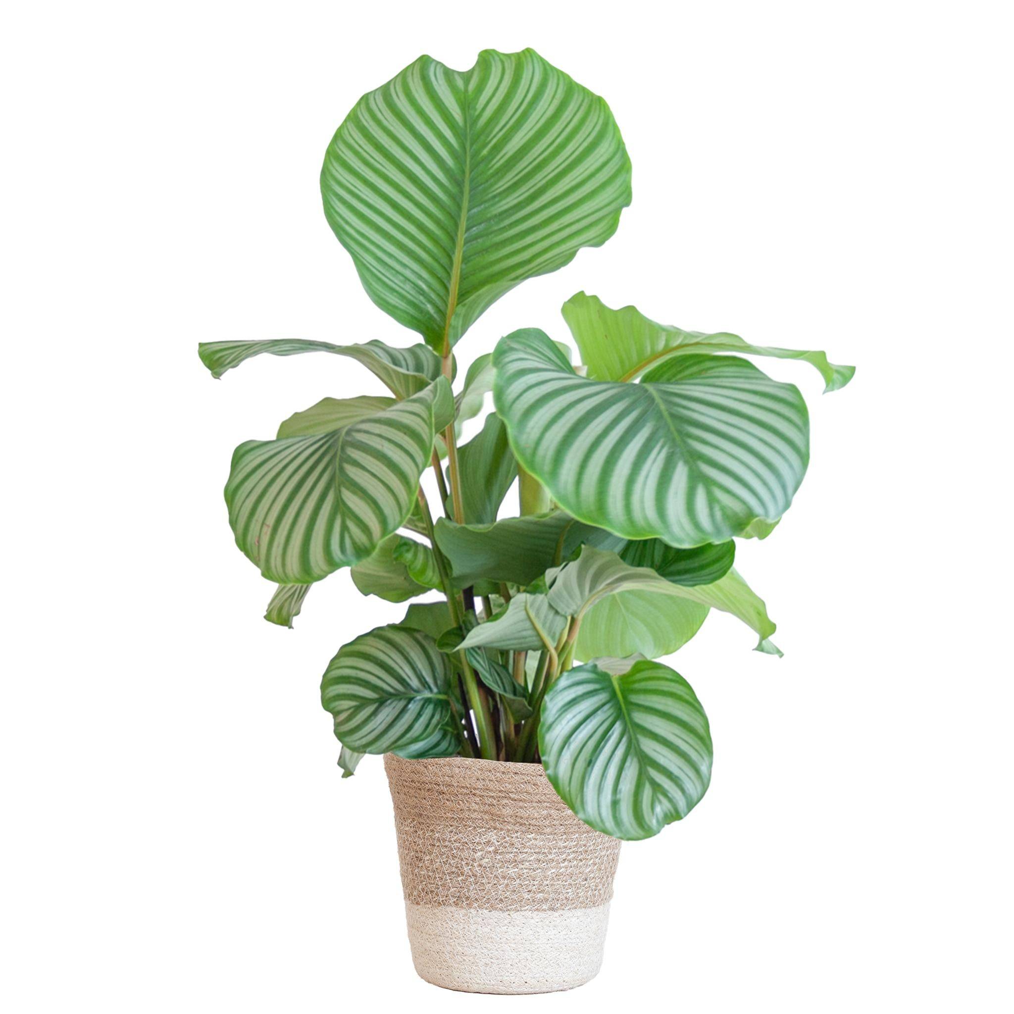 La Green Touch - Calathea Orbifolia et son pot- La Green Touch Panier Blanc - Hauteur 65cm