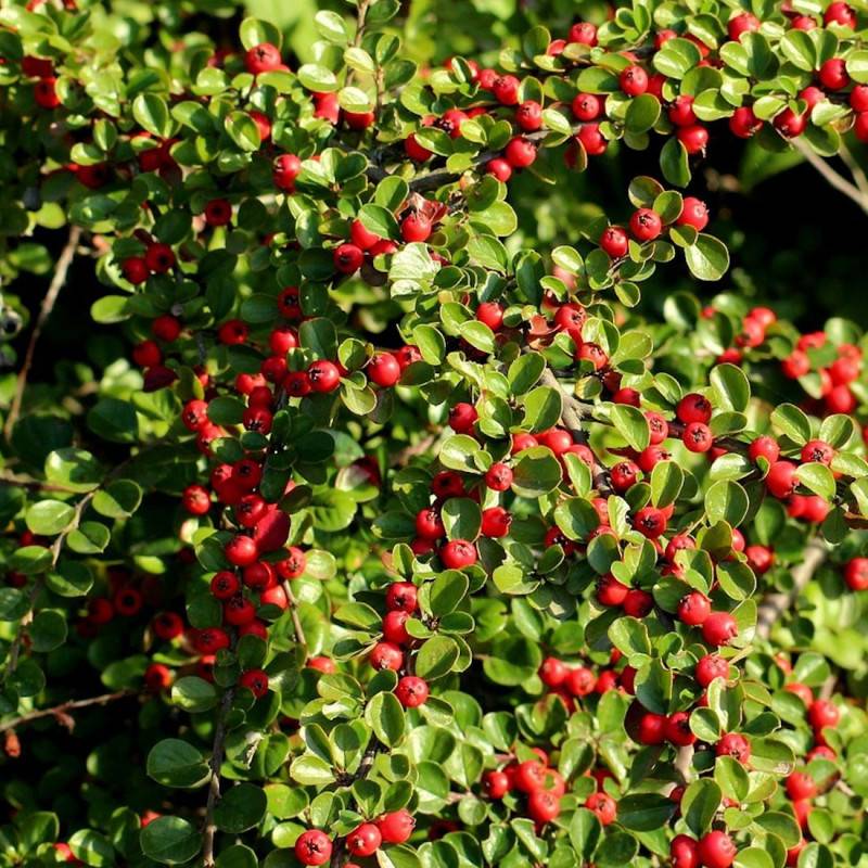 Cotoneaster rampant Green Carpet, Cotonéaster à fleurs Blanche/ - feuillage Semi-Persistant - Pot de 4L - 20/40 cm