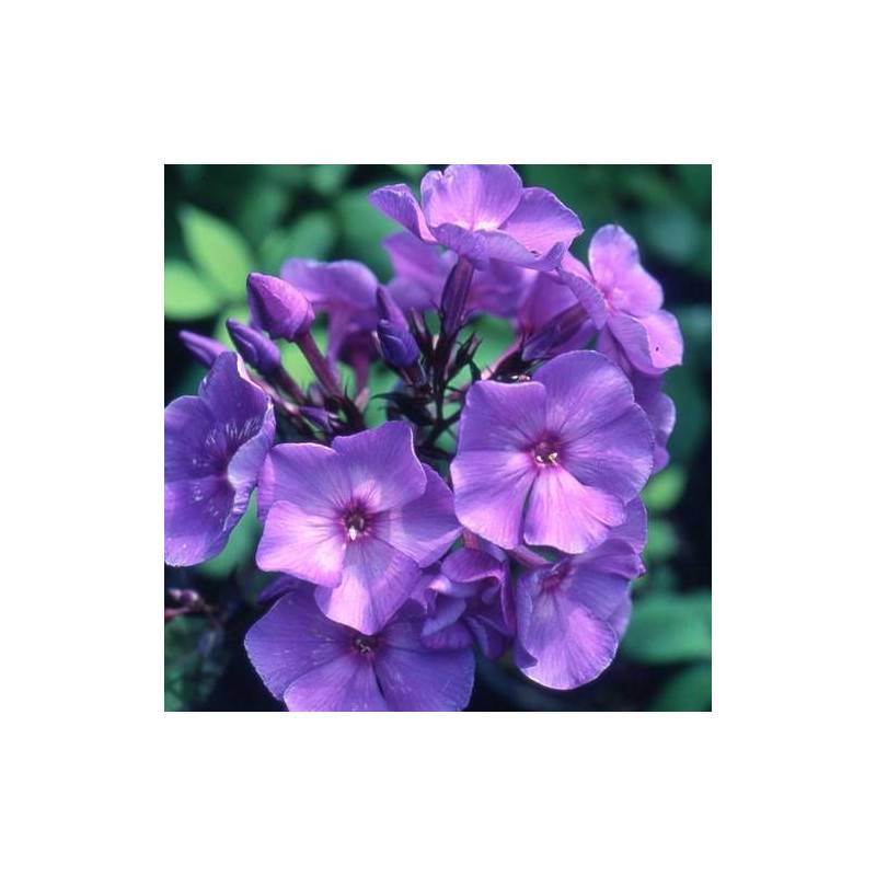 Phlox paniculé Blue Paradise à fleurs Bleue/ - feuillage Caduc - Godet - 5/20 cm - Imagen 1