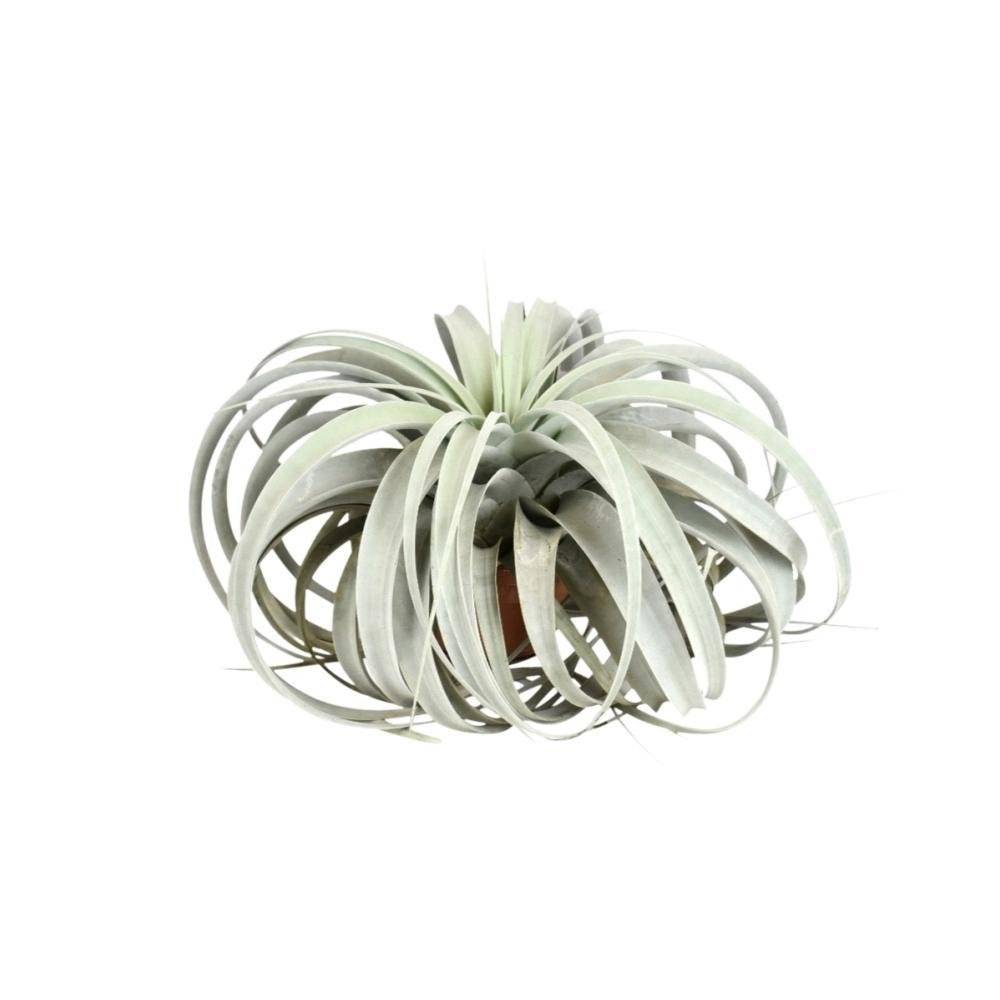La Green Touch - Tillandsia Xerographica 30cm - Plante d'intérieur- La Green Touch - Imagen 2
