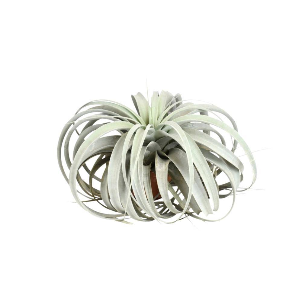 La Green Touch - Tillandsia Xerographica 30cm - Plante d'intérieur- La Green Touch - Imagen 1