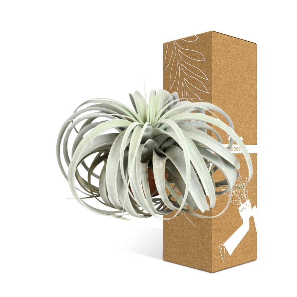 La Green Touch - Tillandsia Xerographica 30cm - Plante d'intérieur- La Green Touch - Imagen 4