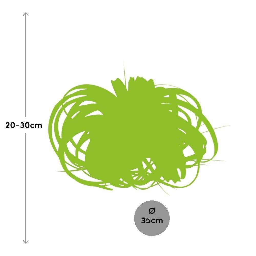 La Green Touch - Tillandsia Xerographica 30cm - Plante d'intérieur- La Green Touch - Imagen 3