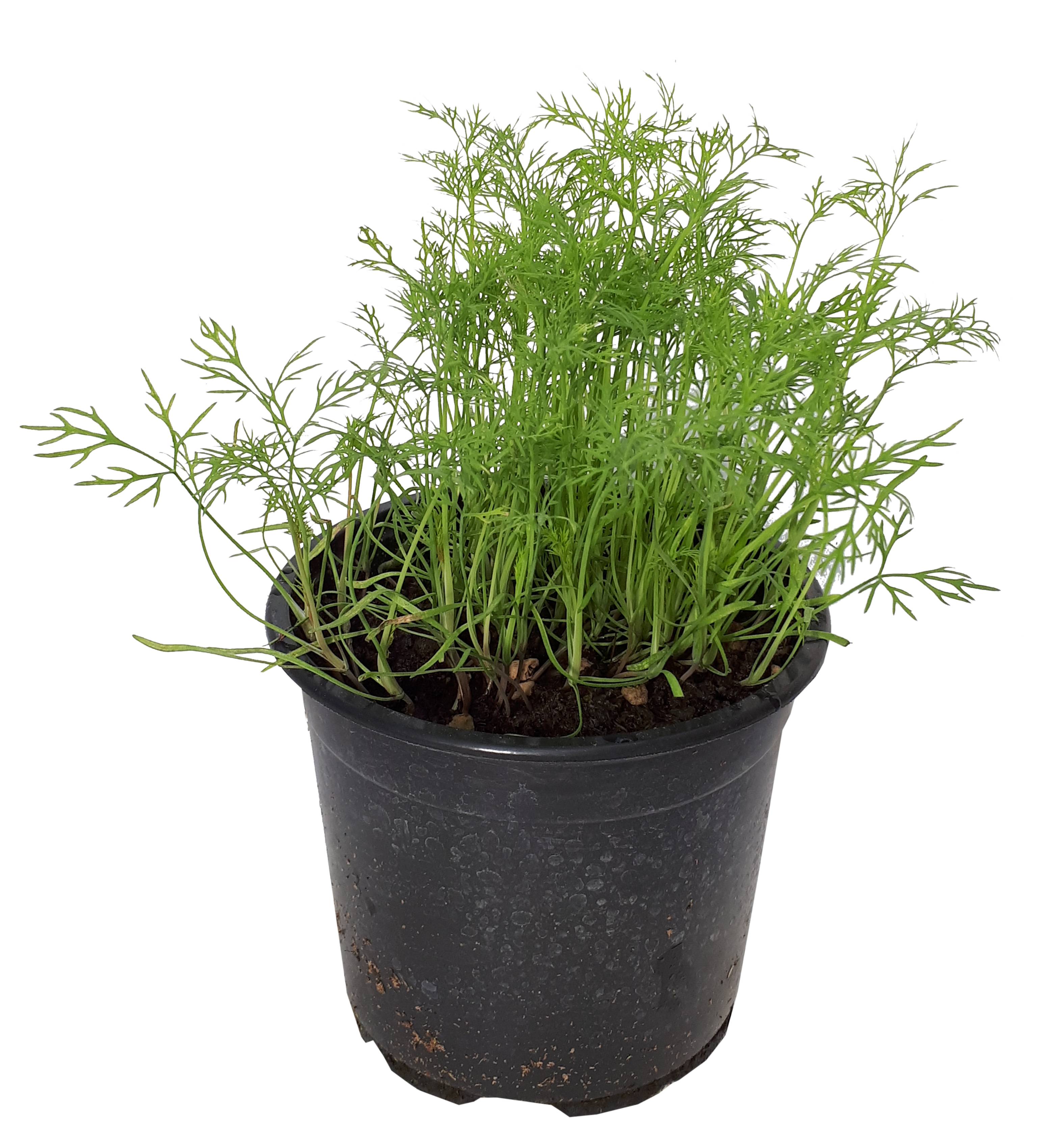 Aneth pot 14cm - Jardiland