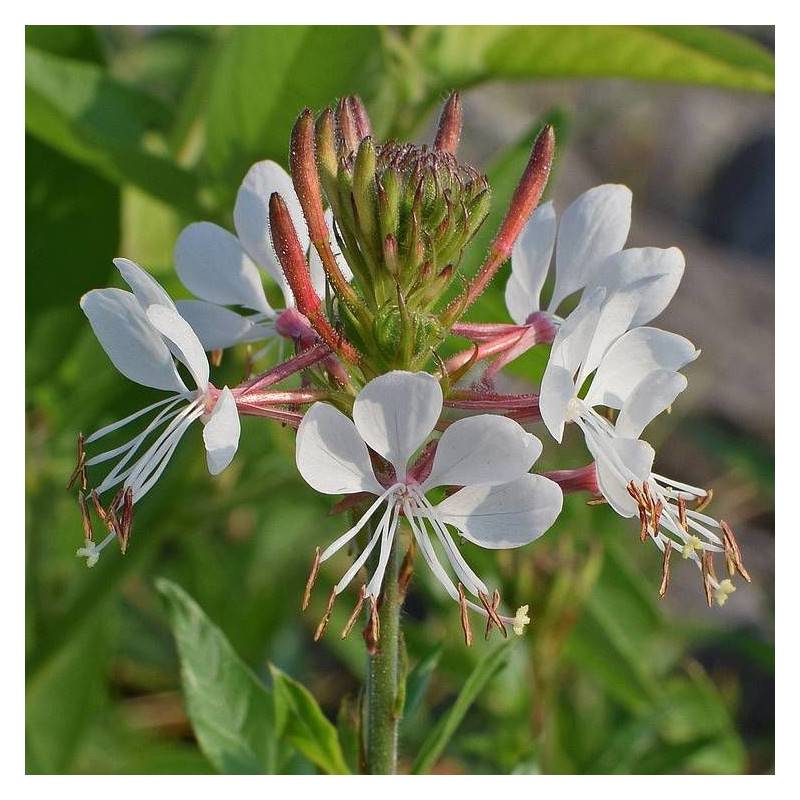 Gaura lindheimeri à fleurs Rose - feuillage Caduc - Godet - 5/20 cm-  hauteur à maturité De 0,50 m à 1,00 m - Image 1