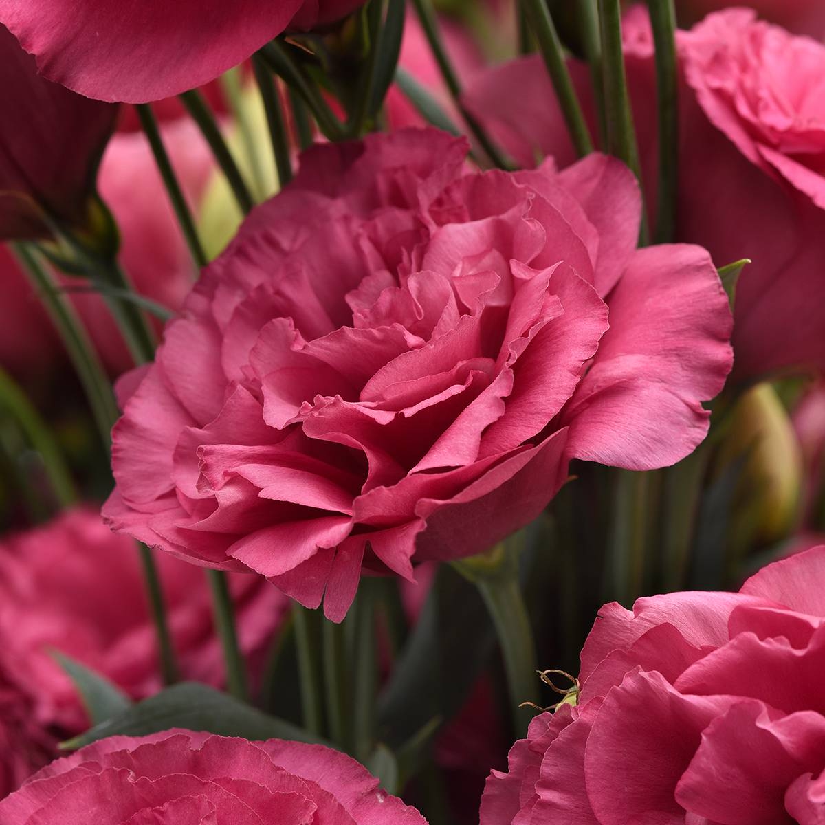 Graines de Lisianthus Can Can Carmine Rose le sachet de 20 graines environ