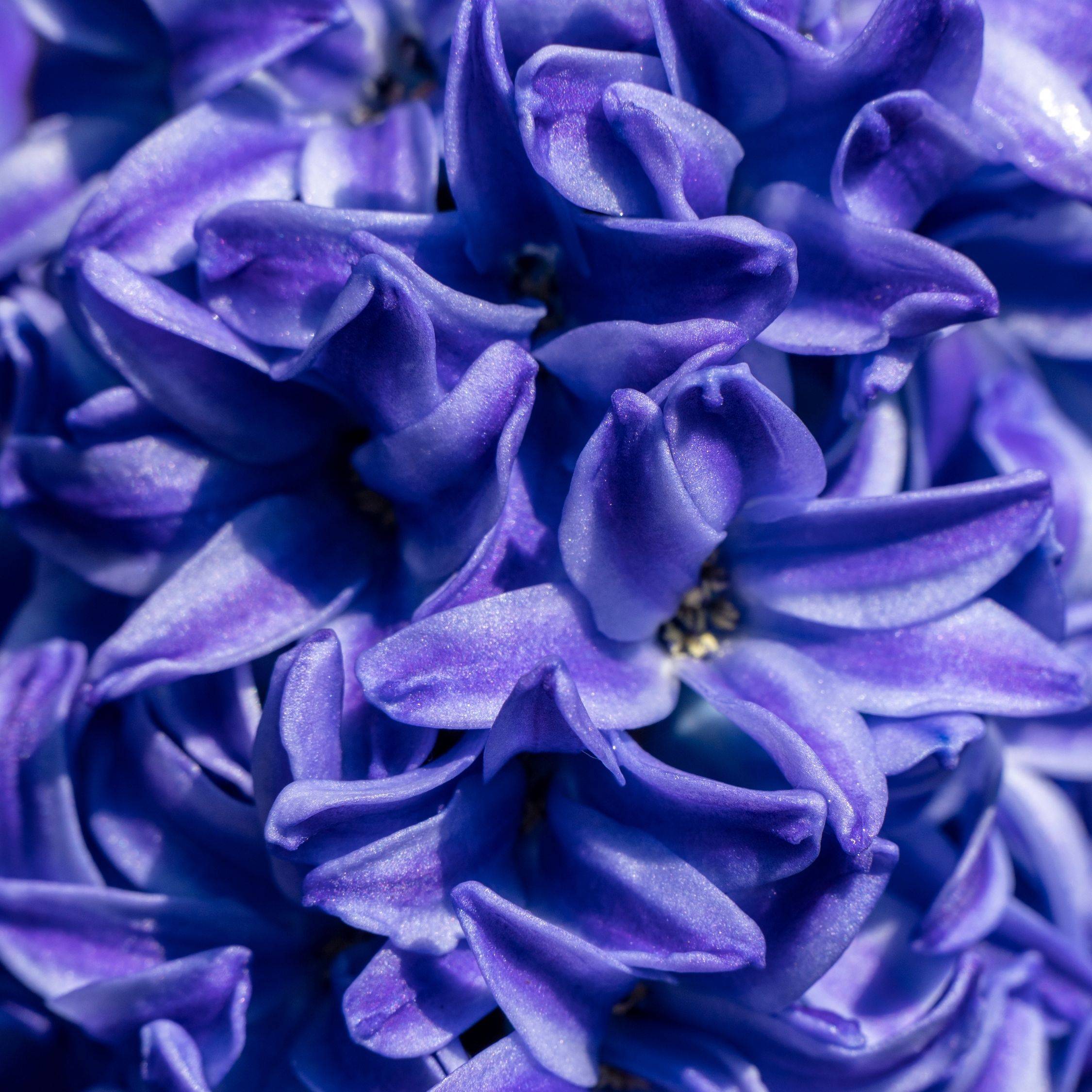 Plant In A Box - Jacinthe - Set de 25 - Hyacinthus 'Blue Trophy' - Bulbes à fleurs - Bleu - Image 4