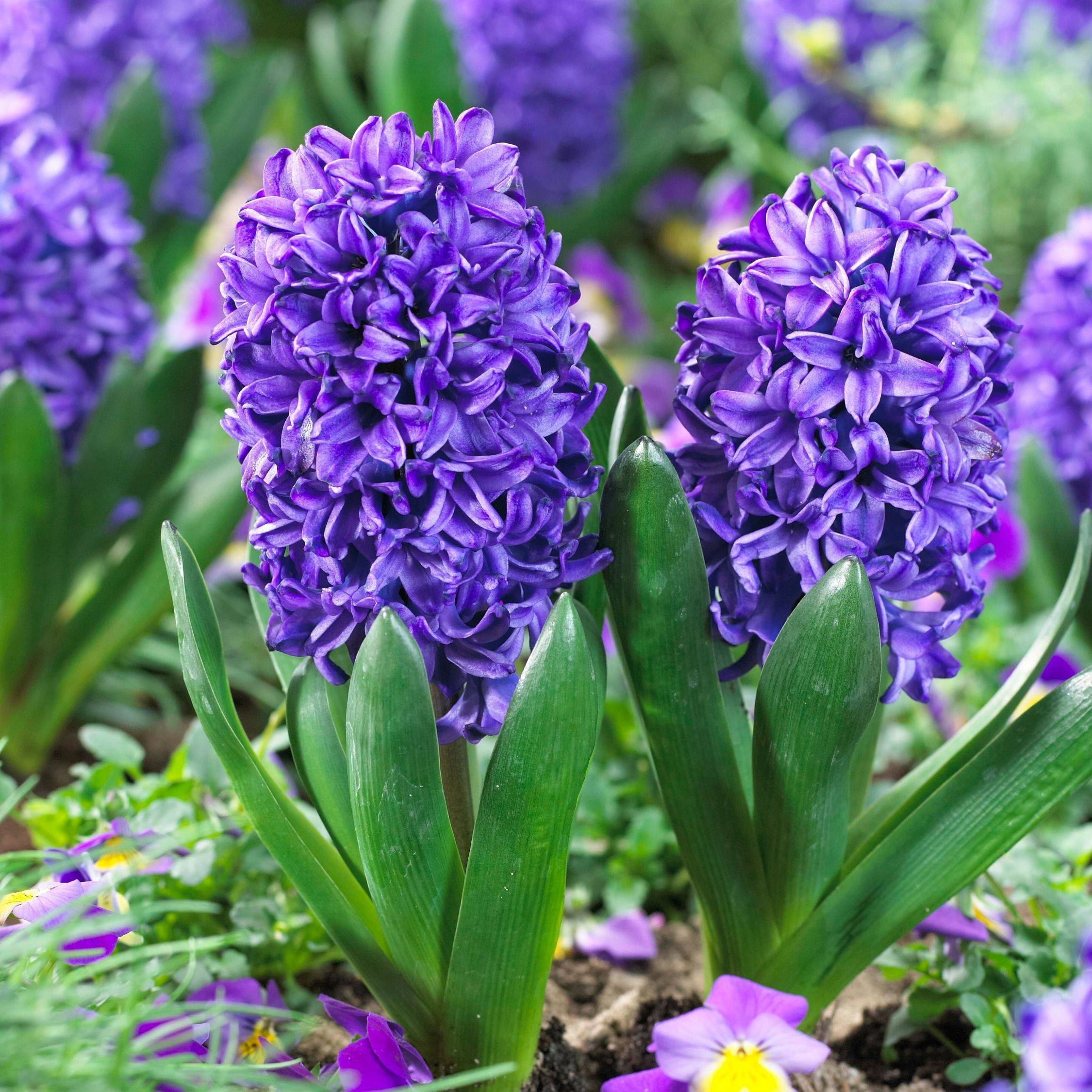 Plant In A Box - Jacinthe - Set de 25 - Hyacinthus 'Blue Trophy' - Bulbes à fleurs - Bleu - Image 2