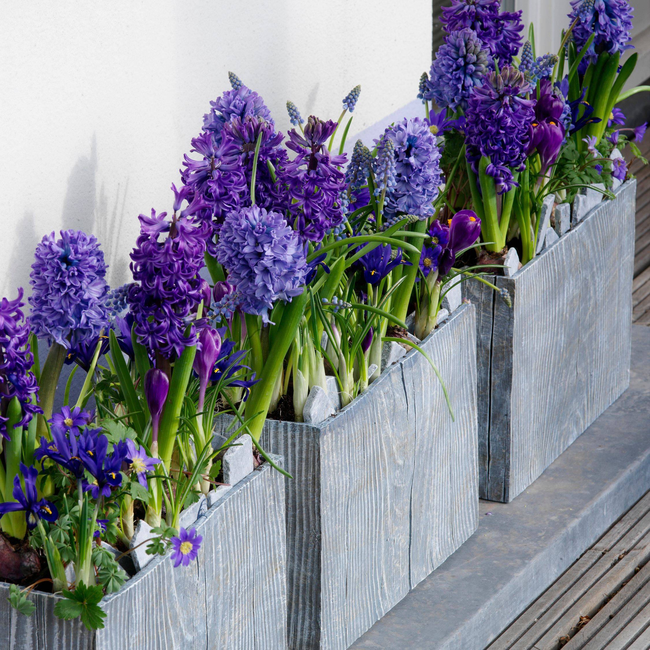 Plant In A Box - Jacinthe - Set de 25 - Hyacinthus 'Blue Trophy' - Bulbes à fleurs - Bleu - Image 3