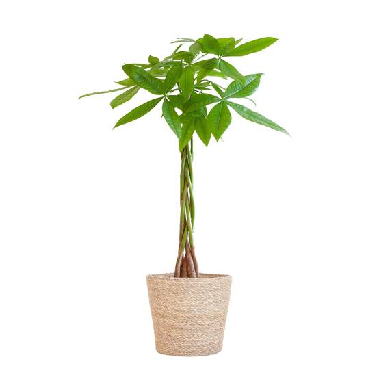 Pachira Aquatica et son pot- La Green Touch Panier naturel - Hauteur 80cm