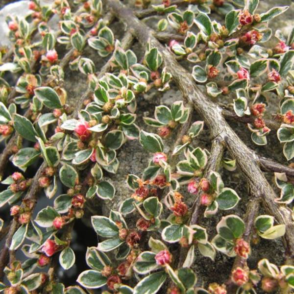 Promesse de Fleurs - Cotoneaster horizontalis Variegatus - Cotonéaster rampant Pot de 2L/3L