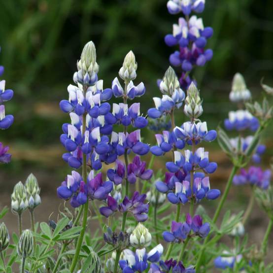 Graines de Lupin annuel nain - Lupinus nanus le sachet de 100 graines environ (1g)