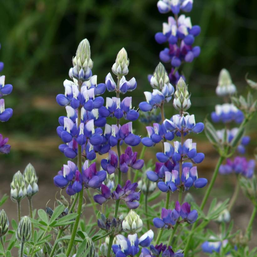 Graines de Lupin annuel nain - Lupinus nanus le sachet de 100 graines environ (1g)