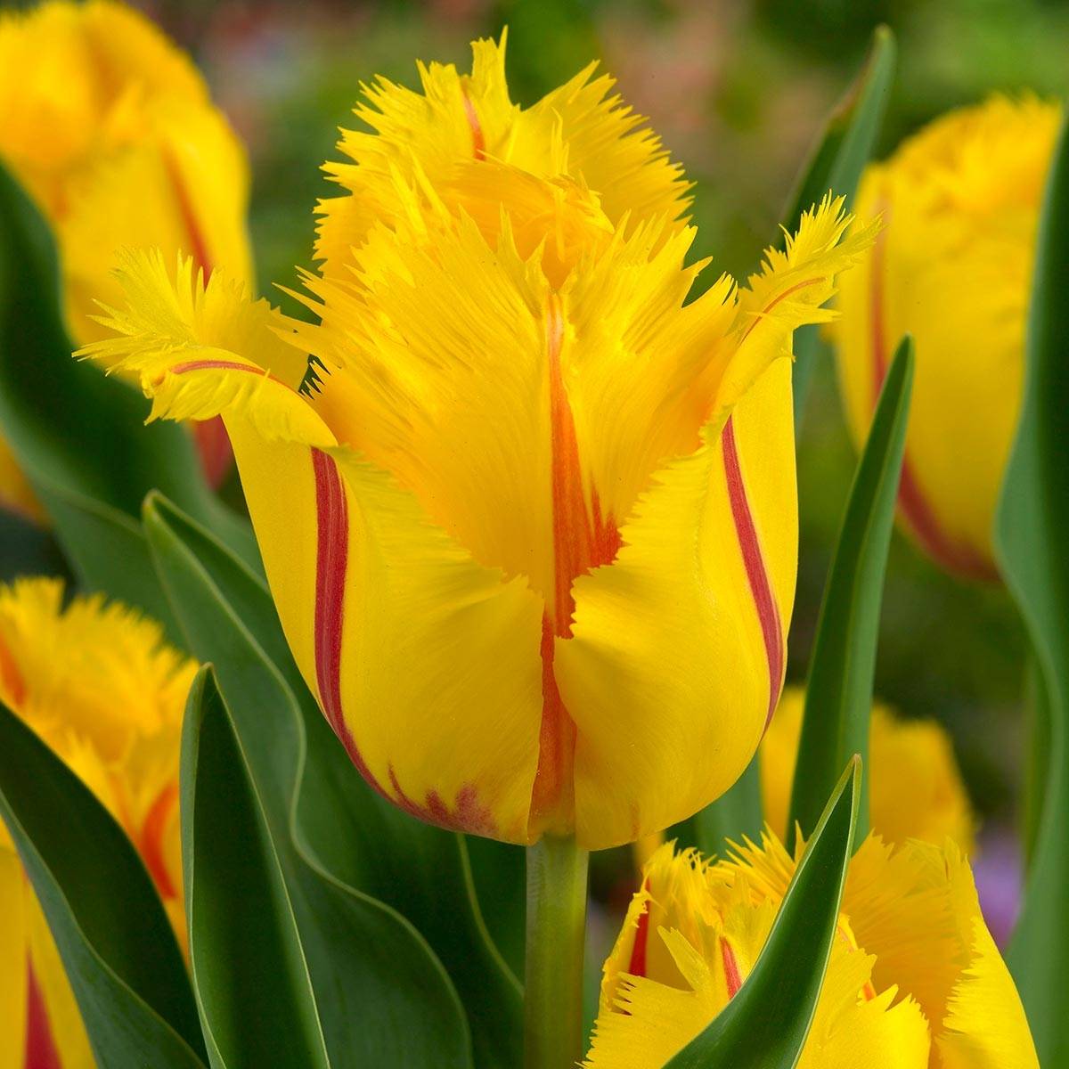 Promesse de Fleurs - Tulipe dentelée Flamenco Bulbe calibre 11+ (par 6)