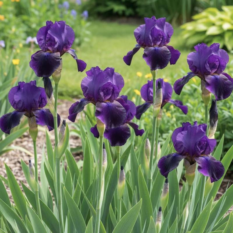 Iris des jardins Midnight Hour à fleurs Bleue/Violette - feuillage Caduc - Godet - 5/20 cm - Imagen 1