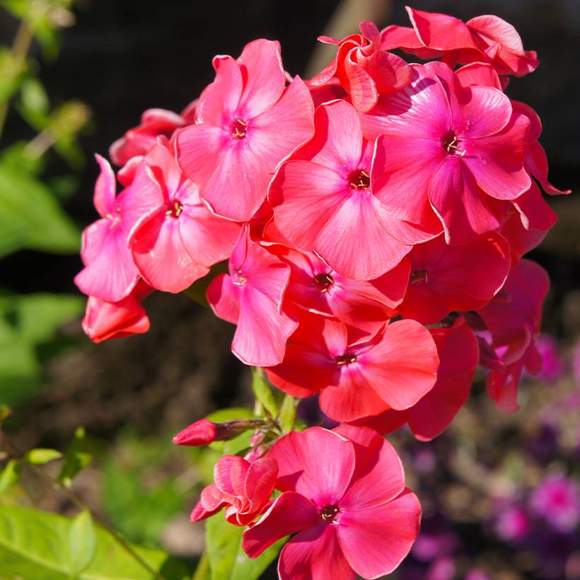 Phlox paniculata Famous Cerise - Phlox paniculé Pot de 1,5L/2L