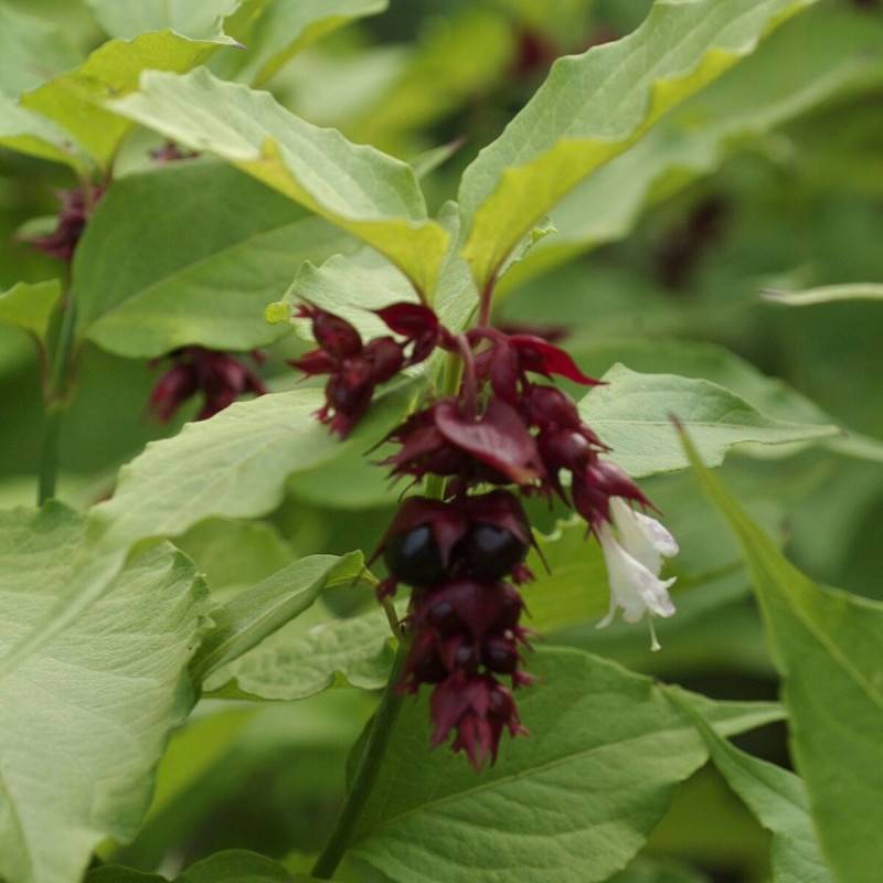 Arbre aux faisans Purple Rain, Leycesteria à fleurs Blanche/Rouge - feuillage Caduc - Pot de 1,5L - 20/50 cm - Image 1