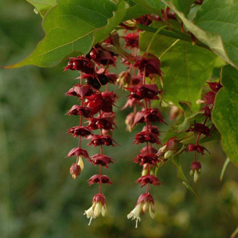 Arbre aux faisans Purple Rain, Leycesteria à fleurs Blanche/Rouge - feuillage Caduc - Pot de 1,5L - 20/50 cm - Image 3